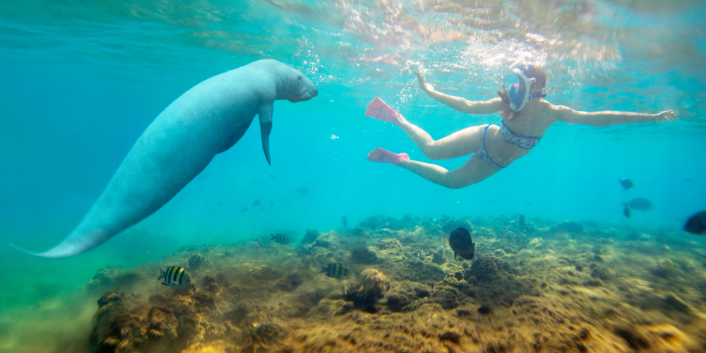 Abu Dabbab Snorkeling From Hurghada