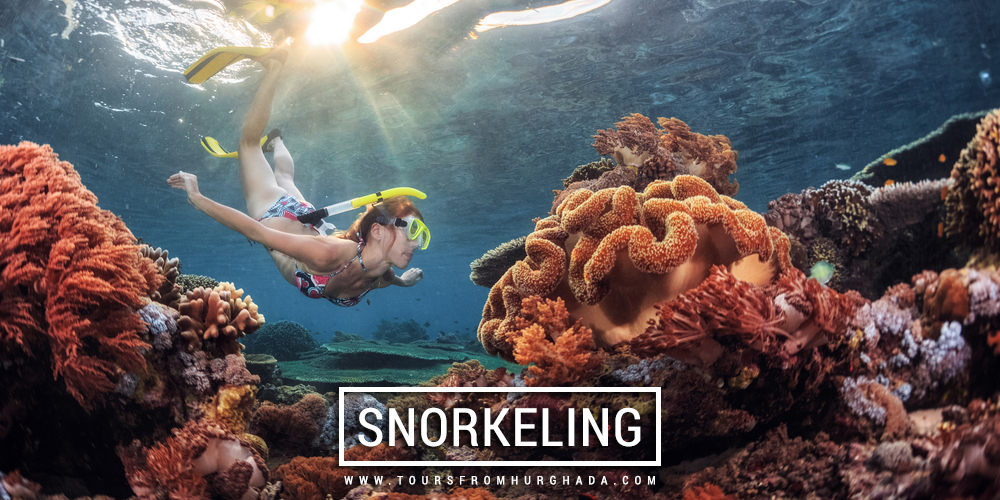 Snorkeling Excursions - Things to Do in Marsa Alam - Tours from Hurghada