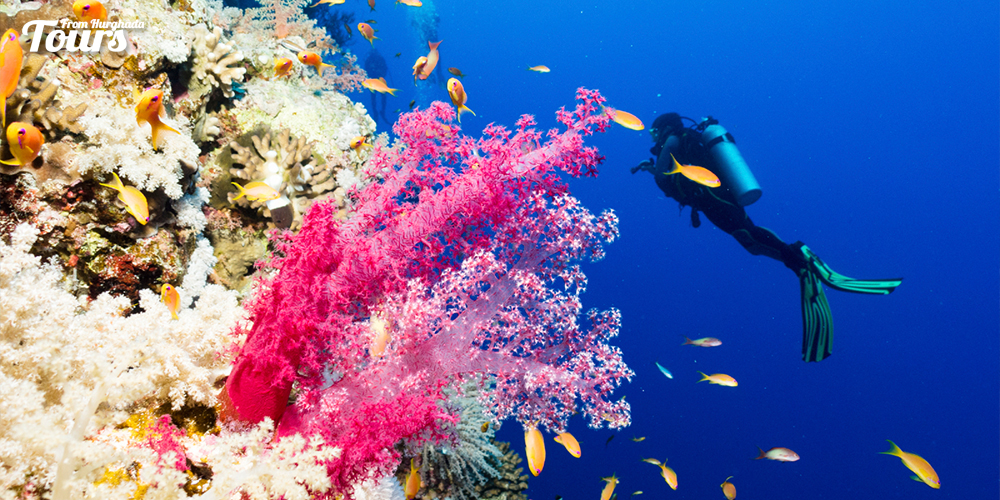 Soma Bay - Hurghada Beaches - Tours From Hurghada