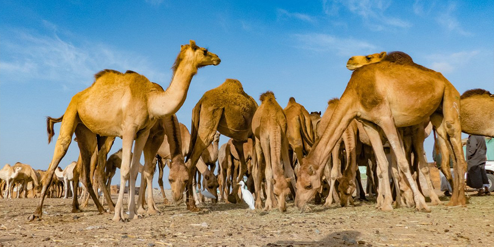 Shalateen Tour From Marsa Alam