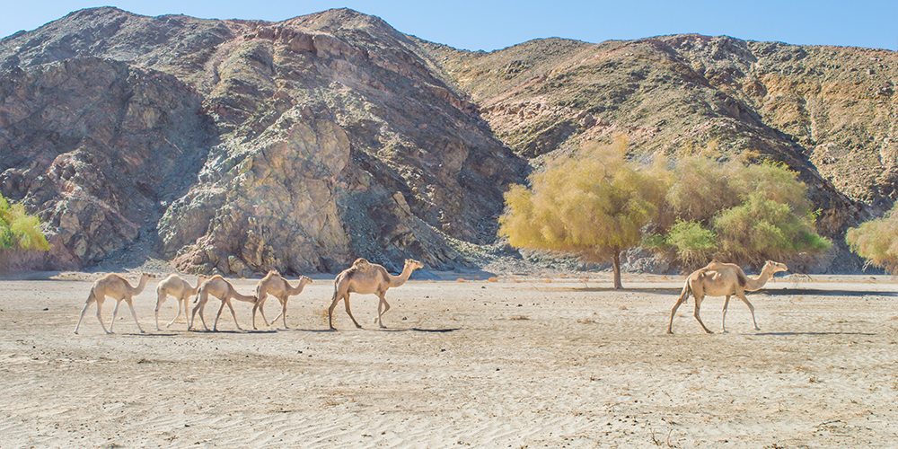 Wadi El Gemal Marsa Alam Day Tour