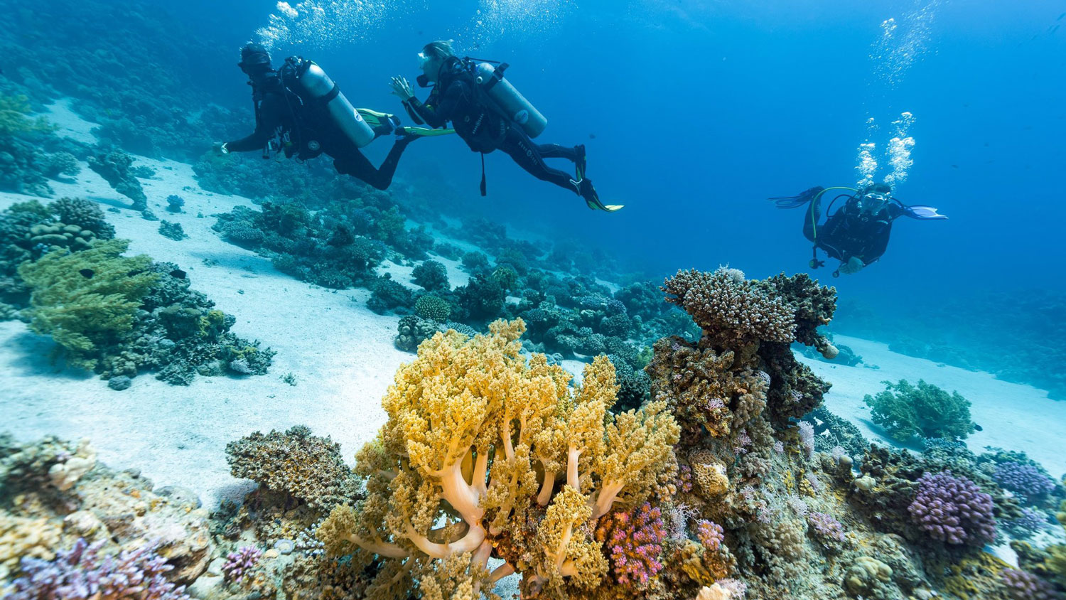 Diving Excursion in Marsa Alam