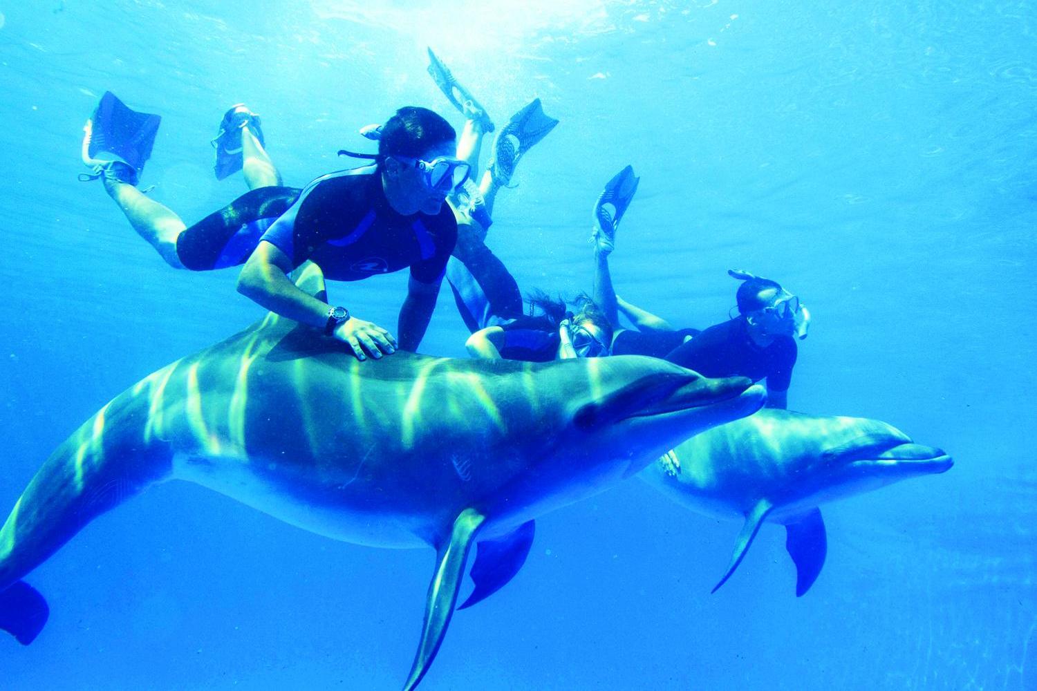 Swimming with Dolphins in Marsa Alam